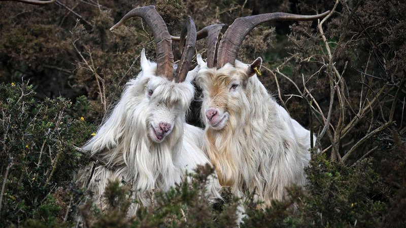 Age of Empires II goats used to build a neural network: an ironic experiment on AI consciousness