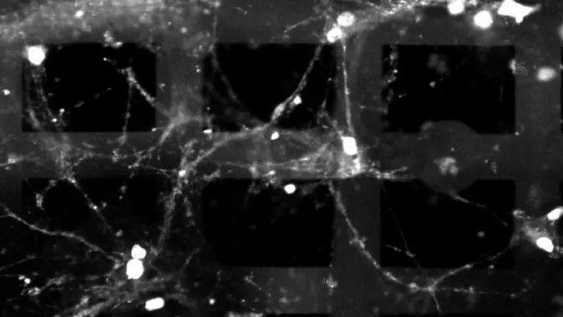 Nuovo dispositivo bioelettronico 3D sfrutta cellule cerebrali viventi