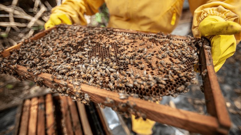 UBEES raccoglie 8 milioni di euro per l'impollinazione rigenerativa