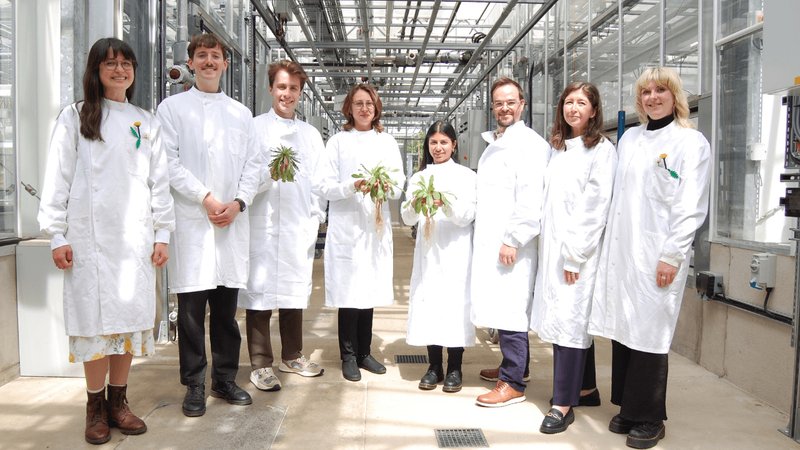 QuberTech raccoglie 3,4 milioni di sterline per la gomma naturale da tarassaco ingegnerizzato