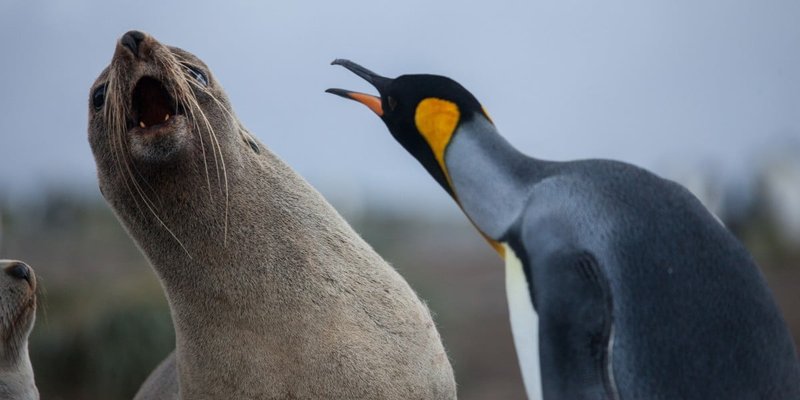 Critical Vulnerability in Linux Cryptographic Code: Risk of Privilege Escalation