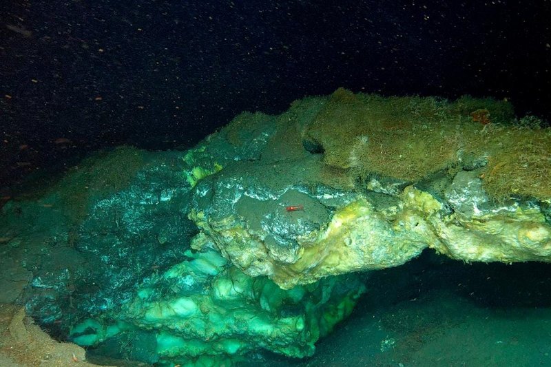 Scoperta misteriosa di vita sconosciuta nel profondo artico