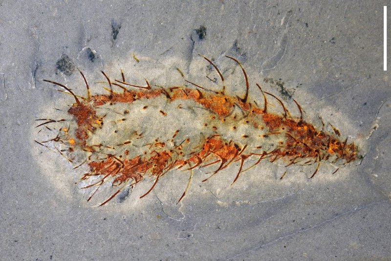 Scoperta eccezionale: fossili rivelano nuove forme di vita del Cambriano