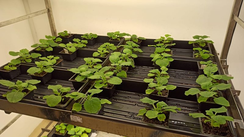 Piante di Tabacco Modificate Producono Psichedelici per Uso Medico Controllato
